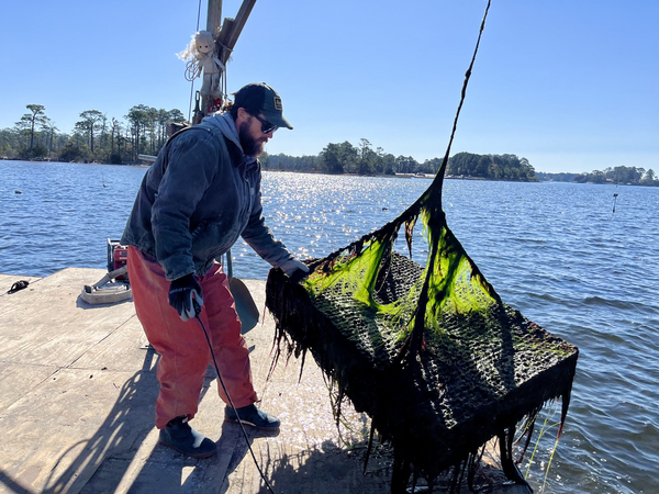 Joey Carmack retrieving one of his oyster cages from the bottom of Broad Bay in Virginia Beach, Virginia.