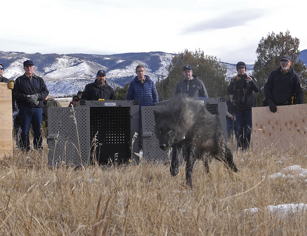 Wildlife officials release five gray wolves onto public land.