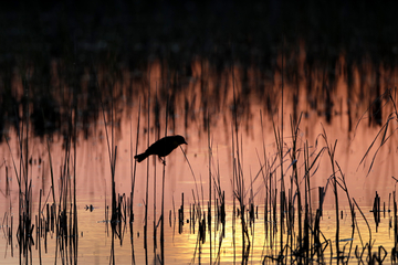 States invoke Chevron’s demise in WOTUS challenge