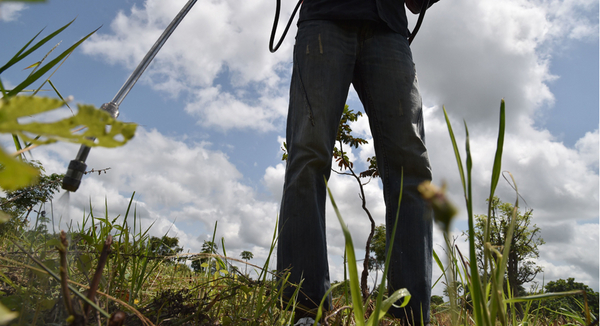 Herbicide is pictured. | Getty