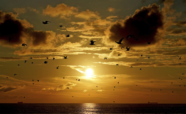 A flock of birds fly in the sky as the sun rises over Dungeness in Kent, England, Wednesday, Sept. 21, 2022. 