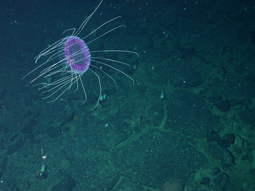 NOAA ignored trawling impacts on Alaskan seafloor, lawsuit says