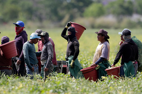 Farmworkers in Homestead, Florida.