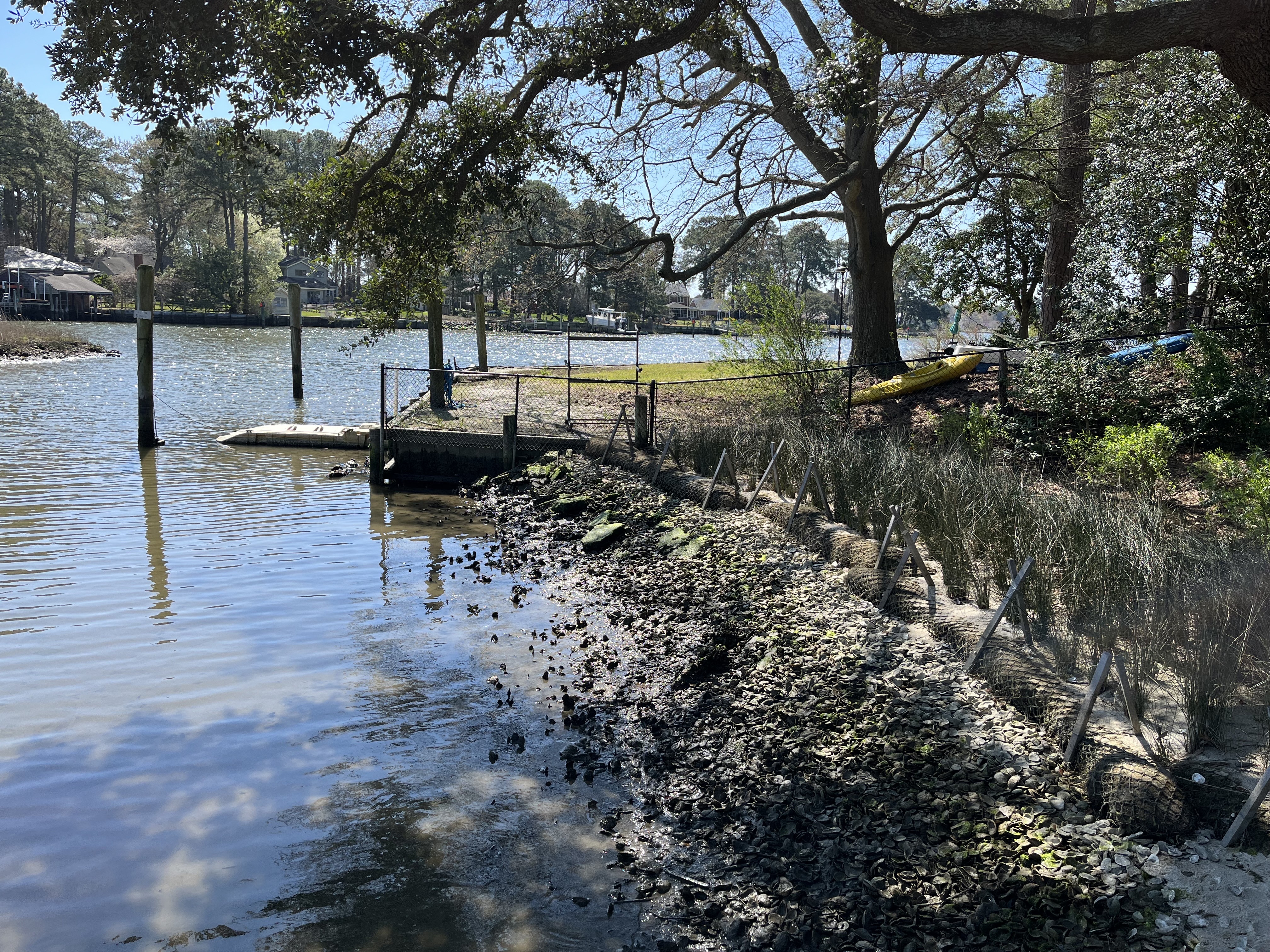 Ted McFadden’s backyard in Norfolk, Virginia, is lined with oysters.